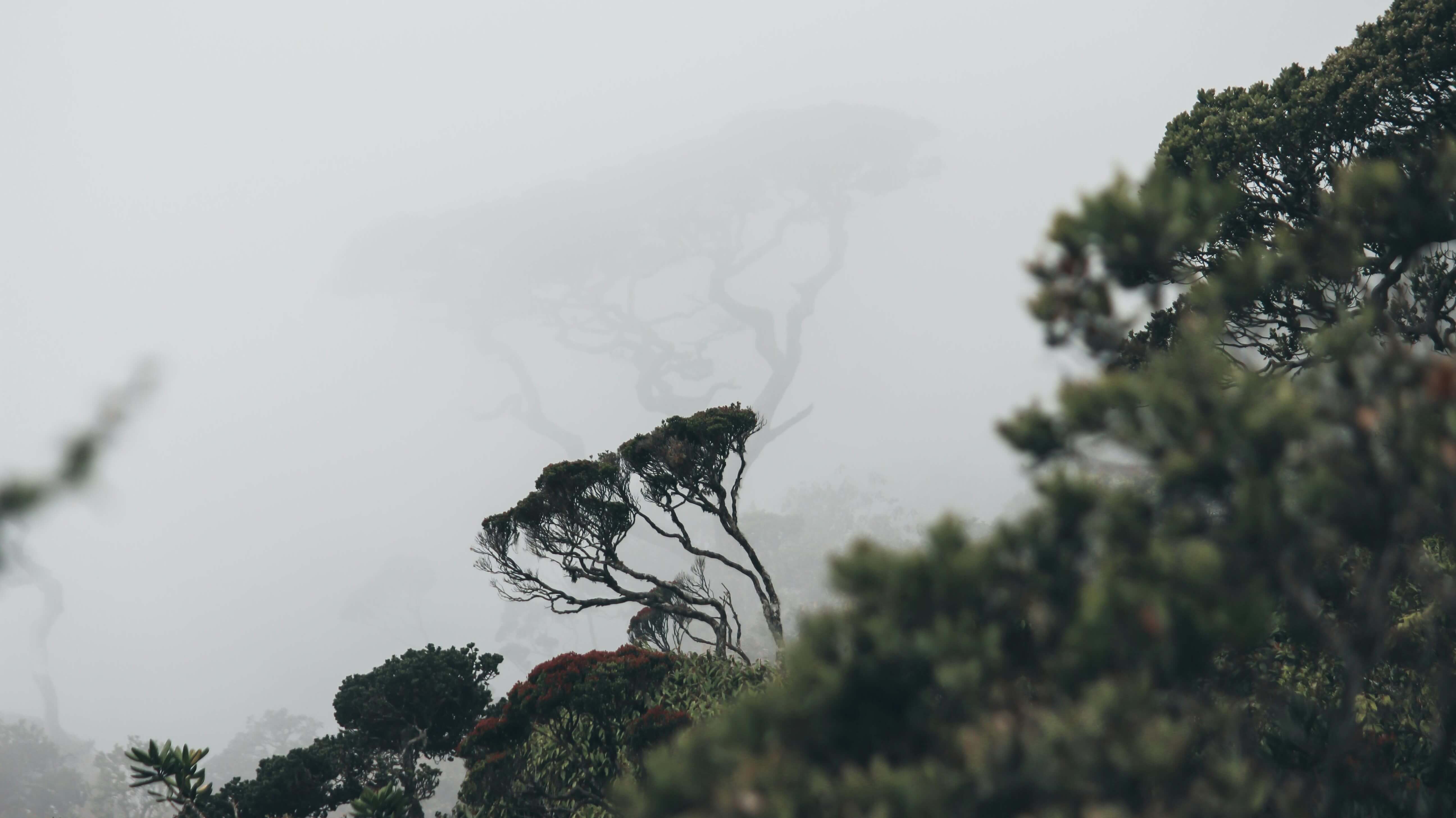 Misty morning at Horton Plains