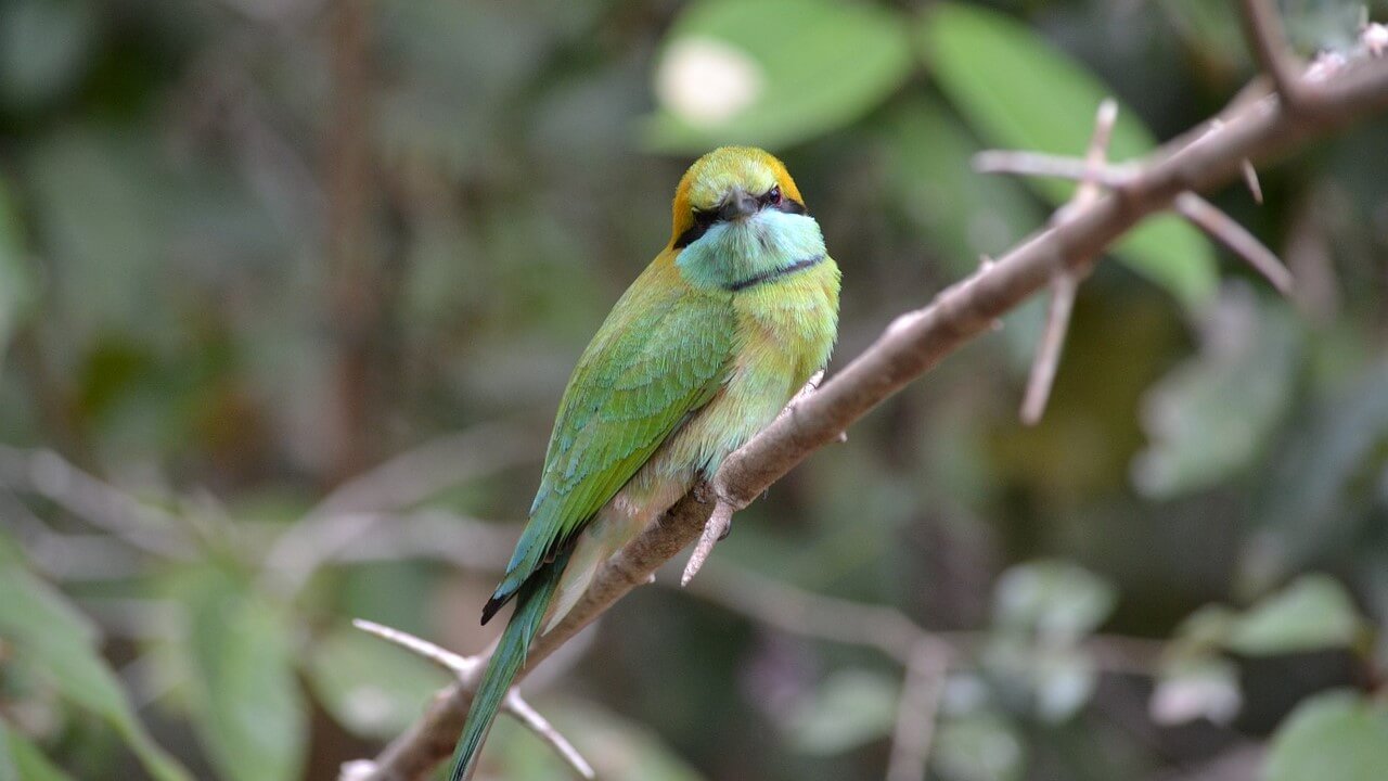 Kumana National Park, Sri Lanka