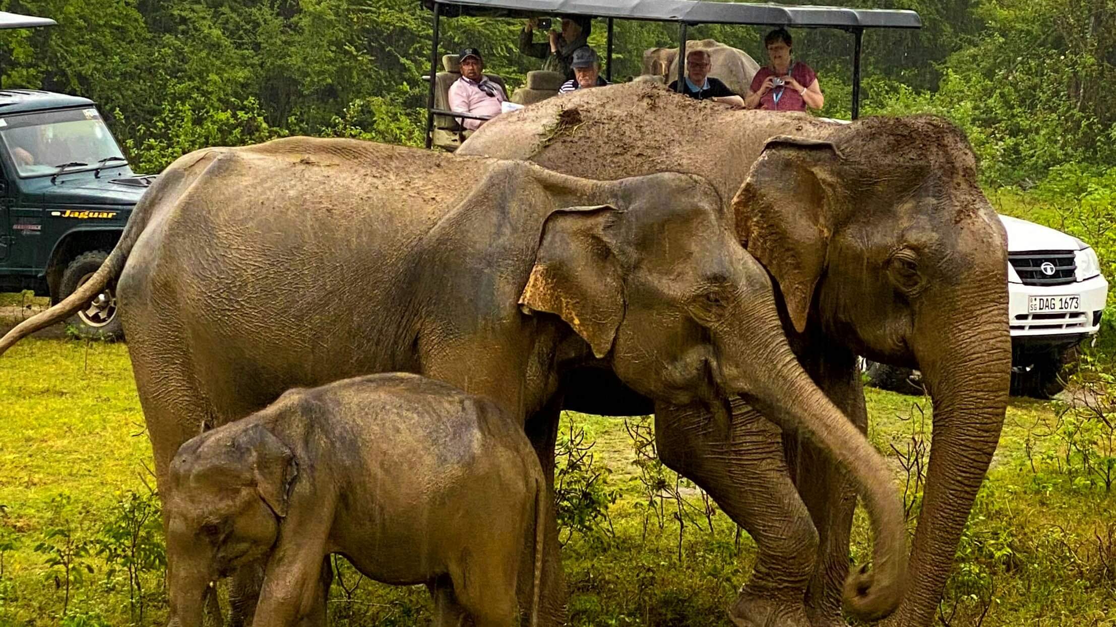Elephants at Minneriya tank during The Gathering