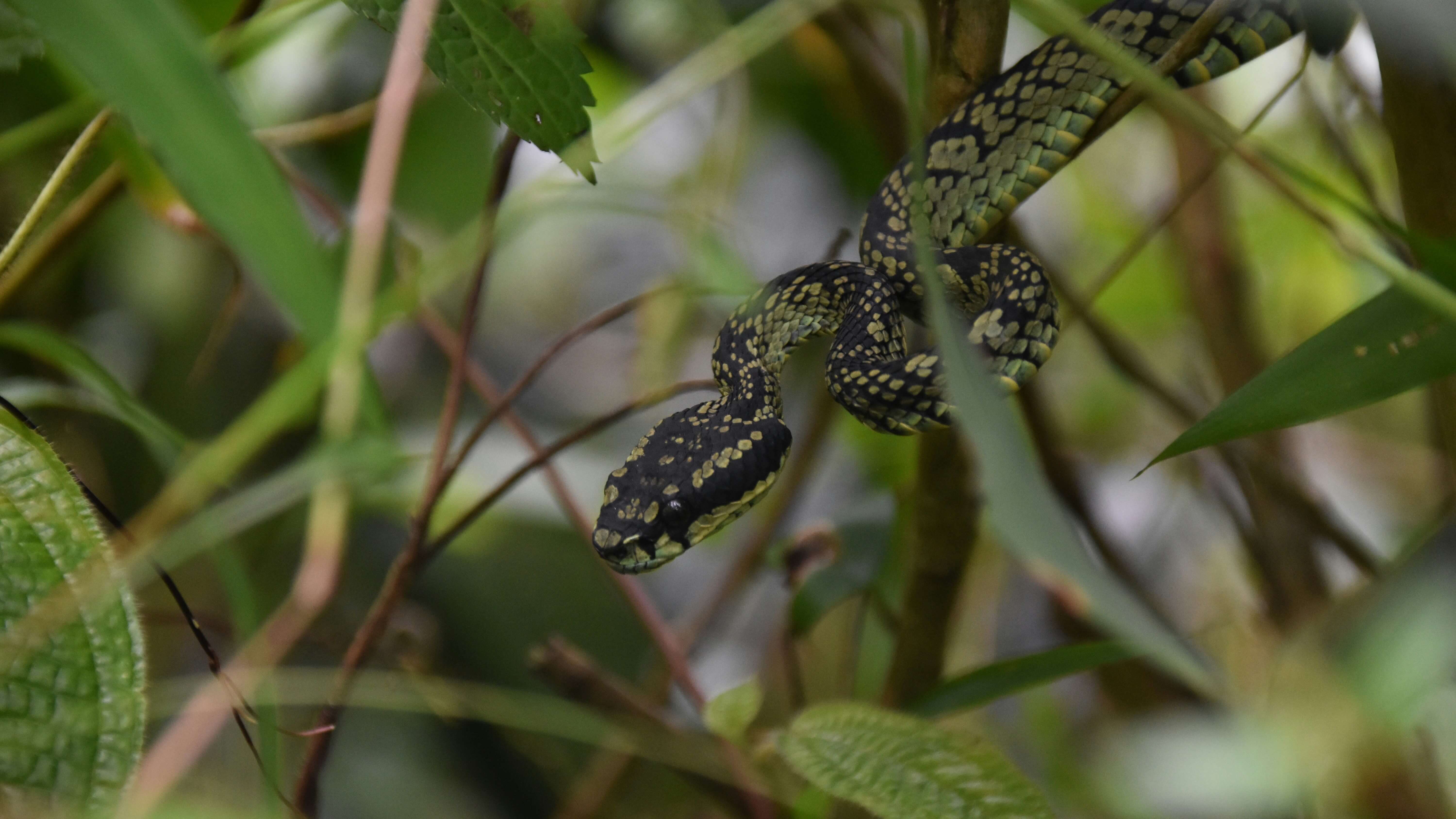 Sinharaja biodiversity