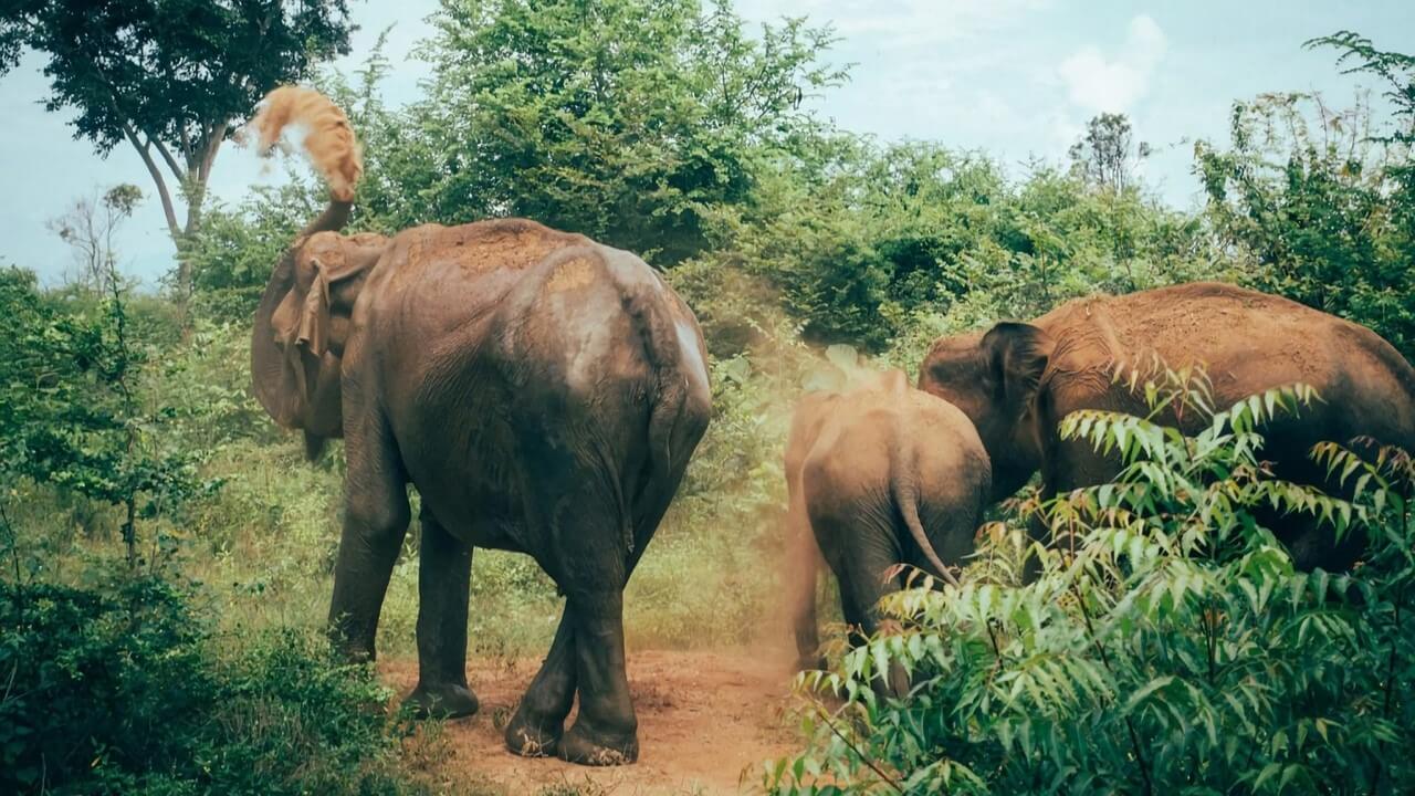 Wild elephants at Udawalawe National Park