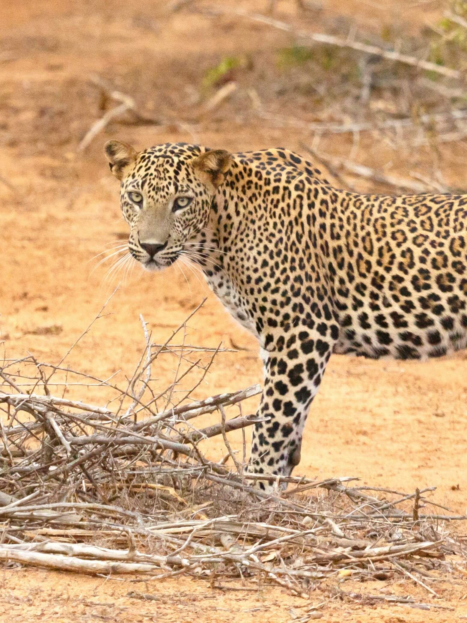 Leopard at Yala National Park
