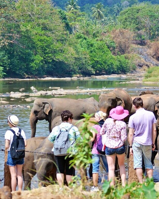 Elephants bathing at Ma Oya River in Pinnawala, Sri Lanka